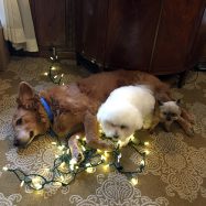 blog_december2018_dogs
