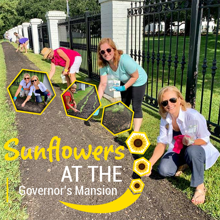 The Governor’s Mansion: Sunflowers at the Governor’s Mansion The Governor’s Mansion: Sunflowers at the Governor’s Mansion